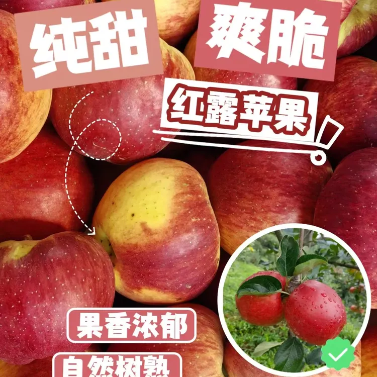 正宗云南【红露】苹果脆甜冰糖心丑苹果新鲜现摘云南应季高山水果