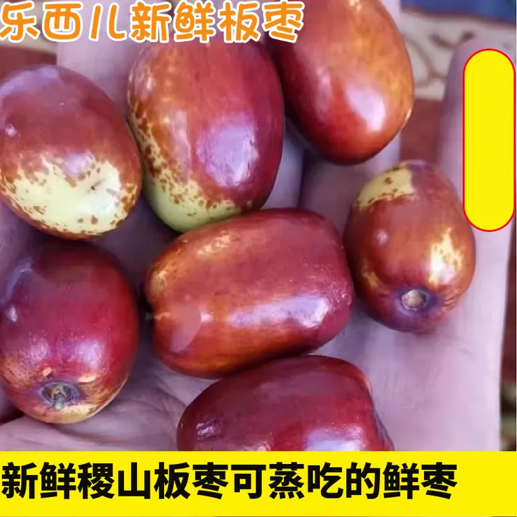 正宗新鲜板枣2025年新货农家姚村新鲜脆甜枣可蒸吃的枣子