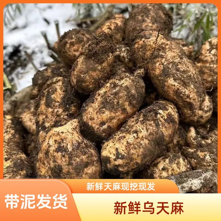 昭通新鲜天麻小草坝高山林下仿野生乌天麻原产地发货足年新鲜天麻