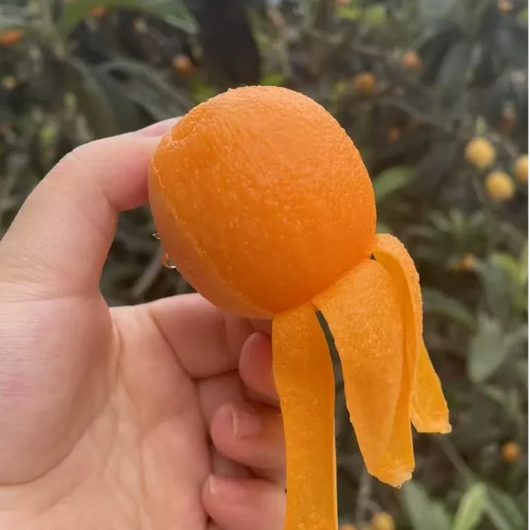 顺丰包邮四川宜宾高山露天自种新鲜现摘枇杷五星枇杷