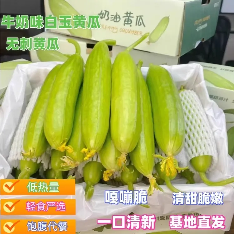 新鲜现摘现发黄瓜寿光奶油黄瓜【顺丰包邮】