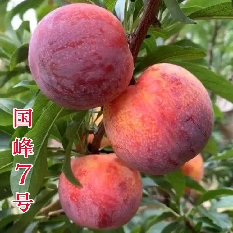 正宗国峰七号树苗果树晚熟品种嫁接李子苗南方北方种植国丰号辽宁