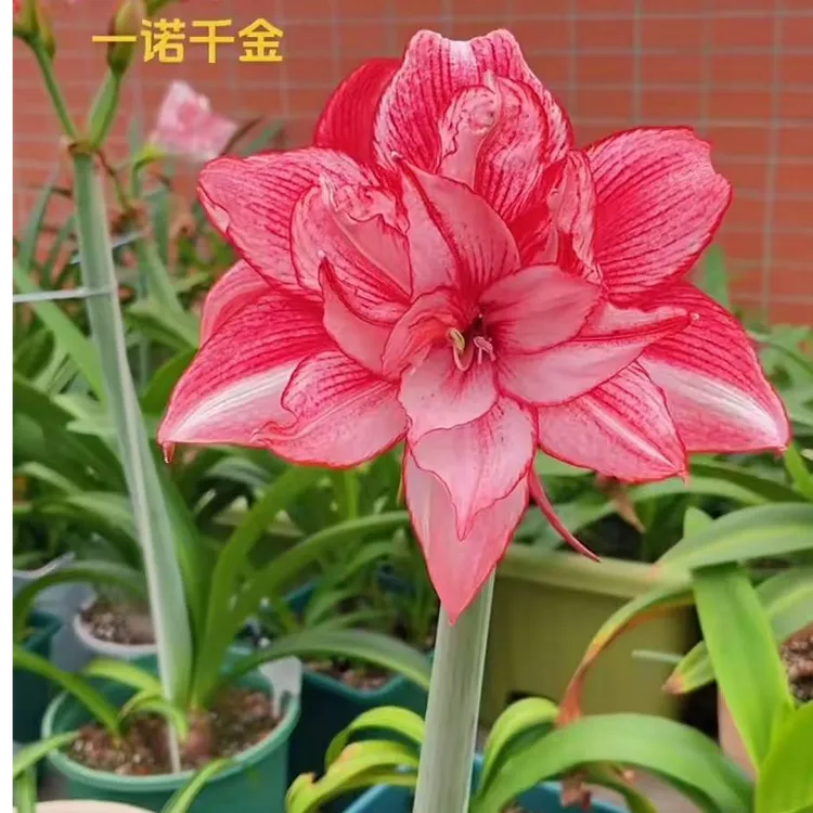 一诺千金-朱顶红种球室内栽种阳台盆栽花卉