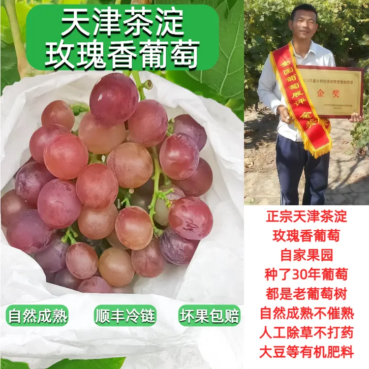 顺丰发货 农家葡萄 正宗天津茶淀玫瑰香葡萄 自家果园30年