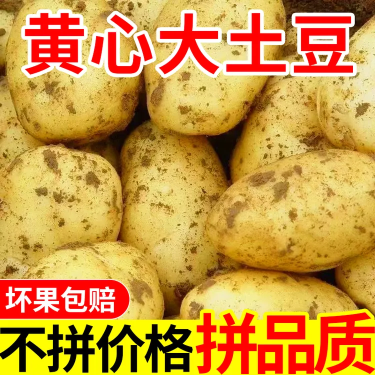 云南黄皮土豆农家自种贵州黄皮黄心土豆新鲜现发沙糯洋芋马铃薯