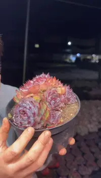 露养区无砍多头蓝色妖姬9.99