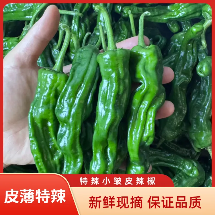 特辣新鲜小皱皮青辣椒现摘现发爆辣香辣薄皮辣椒农家自种大小混装