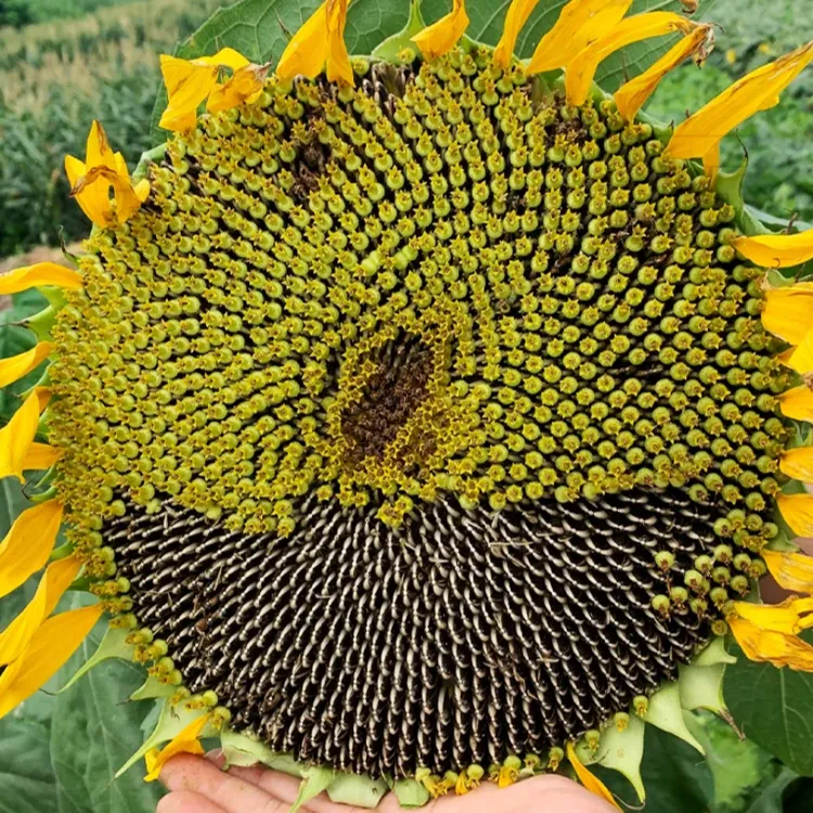 向日葵种子瓜子葵花籽大粒食葵矮大头油葵种籽夏季庭院蔬菜种孑