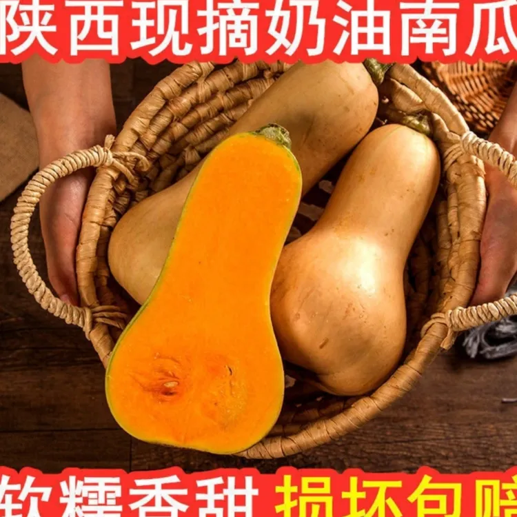 陕西正宗奶油南瓜头茬现摘奶油南瓜软糯香甜应季农家蔬菜现采XF