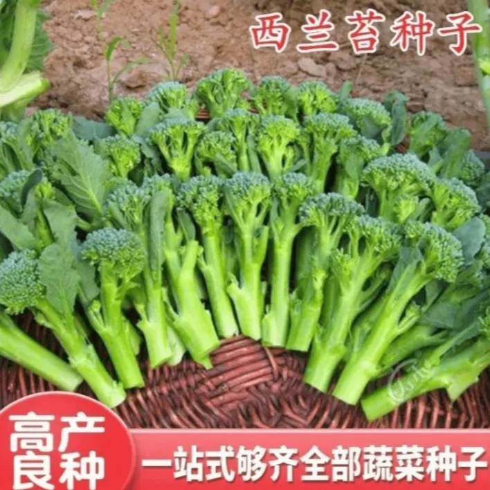 【西兰苔种子】菜苔种子蔬菜种子油菜芯籽四季种植盆栽阳台小院