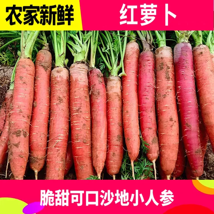 陕西沙地水果红萝卜新鲜脆甜多汁可榨汁搭配牛奶的蔬菜