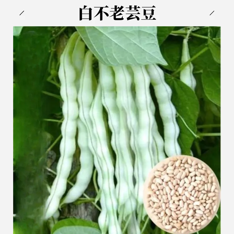 【白不老芸豆种子】四季架豆老来白不老豆角籽压趴架摘不败