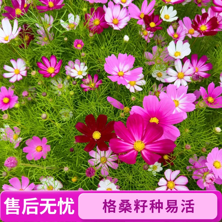 格桑花种籽波斯菊花种子四季播种开花易活花籽网红花海景区庭院
