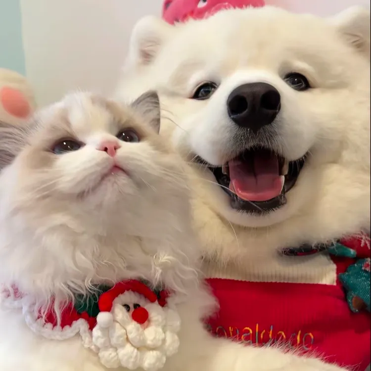 【宠爱之家】活体宠物狗小狗链接藏马熊