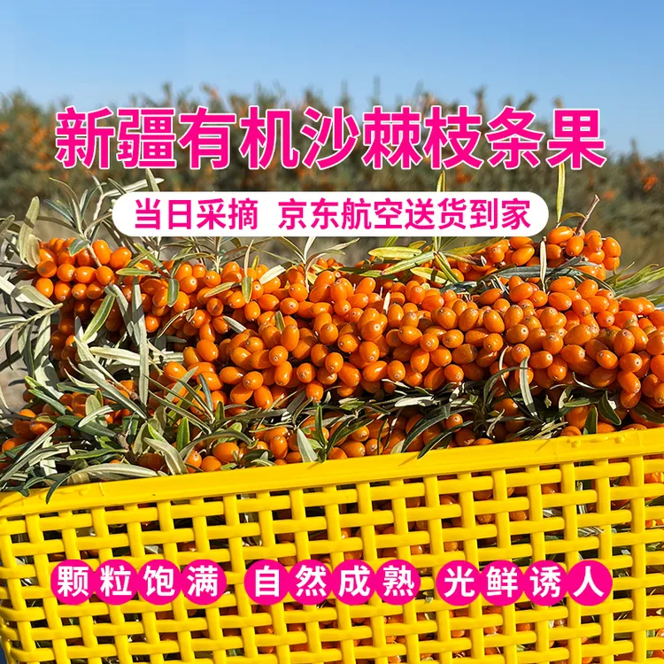 有机新疆沙棘大果带枝带叶产地现采现发3斤/框京东航空送货到家