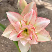 朱顶红种球【斑纹彩带】小苗自然球-重瓣包对版-