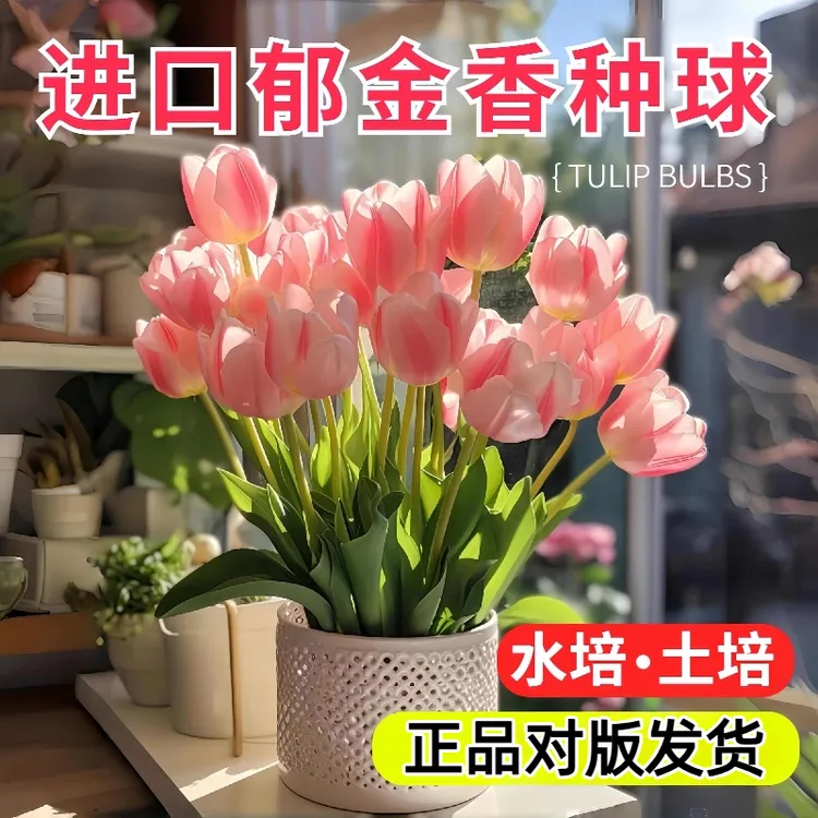 郁金香种球耐寒花卉土培水培盆栽阳台庭院荷兰进口秋冬季花种球