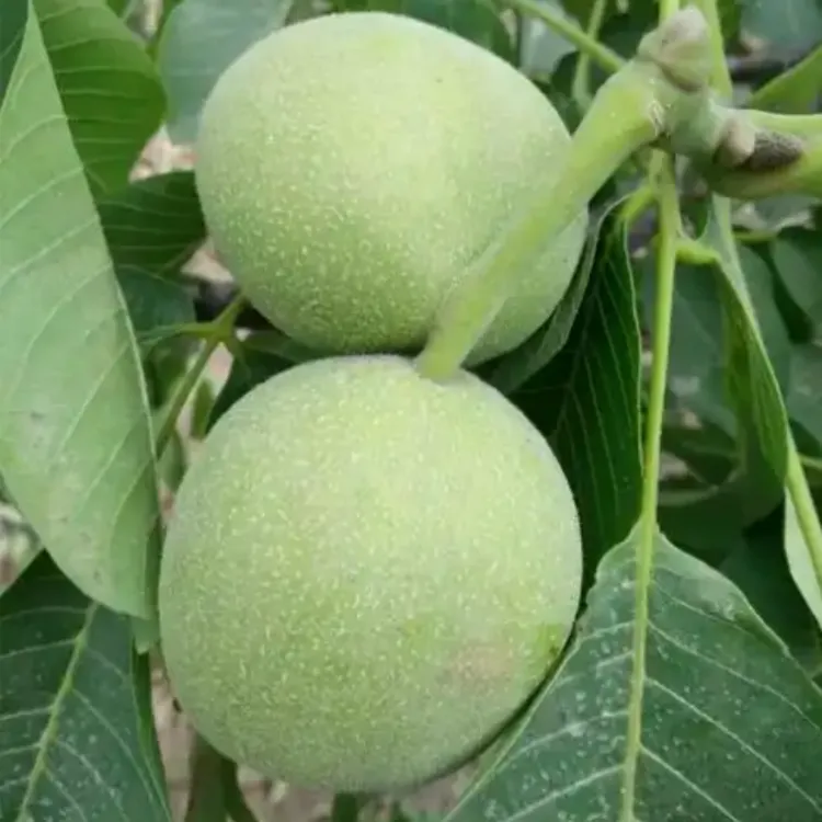 5年苗买一送一】核桃苗8518核桃树苗嫁接薄皮核桃树苗盆栽地栽