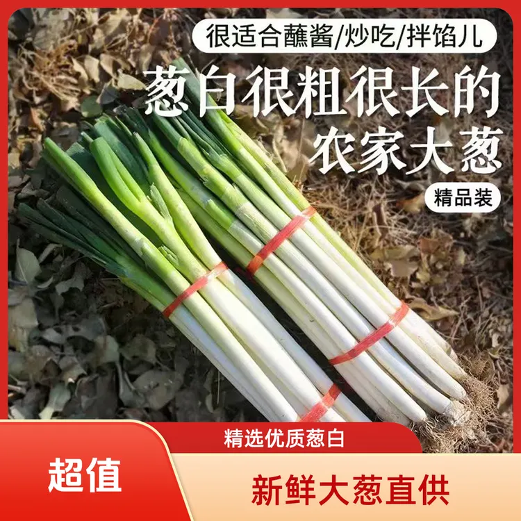 甘肃新鲜现挖铁杆大葱源头直发产地价可过冬易存储