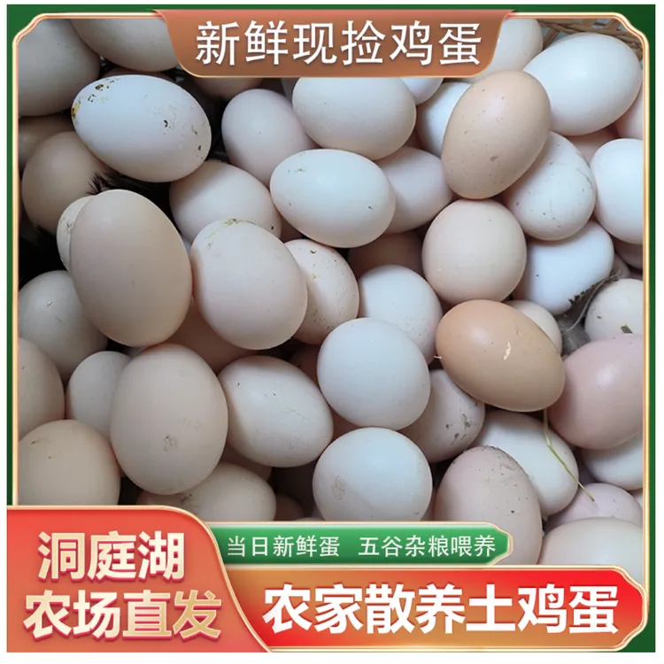 顺丰包邮50枚【纯绿/粉绿各半】黑凤鸡蛋原生态散养五谷喂养可生食