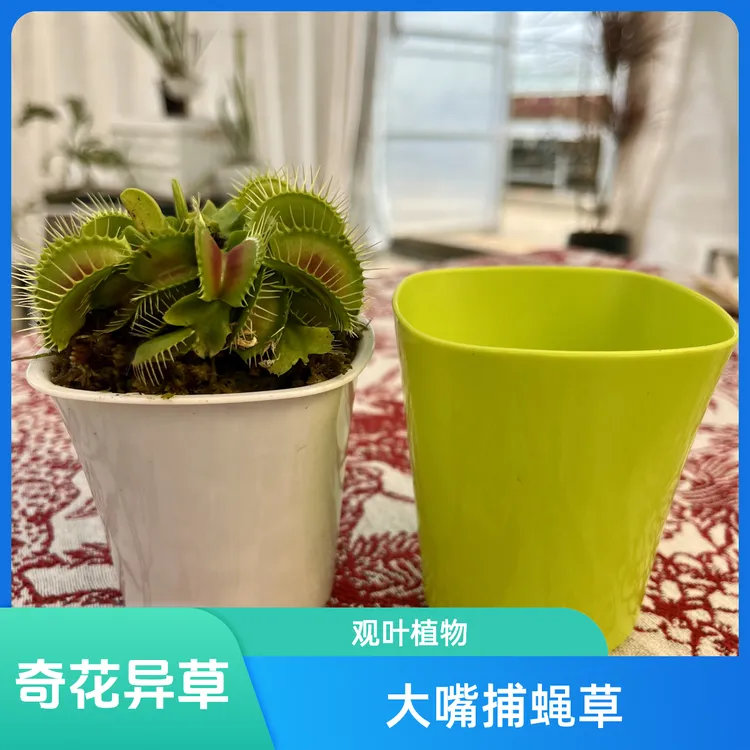 【捕蝇草】食虫植物吃苍蝇蚊子趣味室内绿植花卉办公室盆栽好养