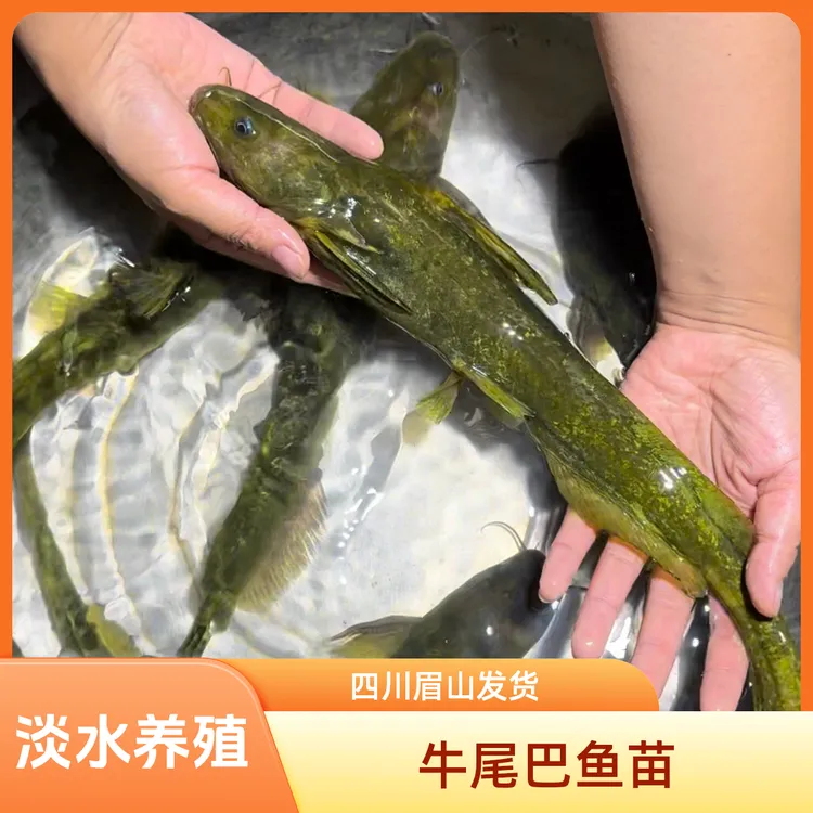 牛尾巴鱼 淡水养殖 四川眉山发货