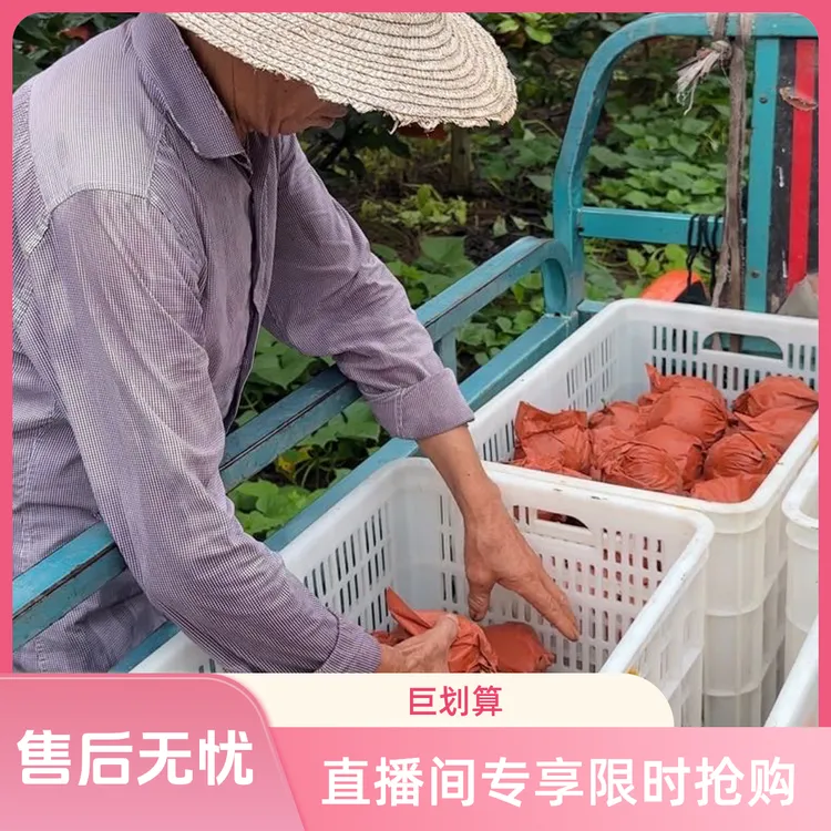 （直播间专享）湖北百里洲翠冠梨