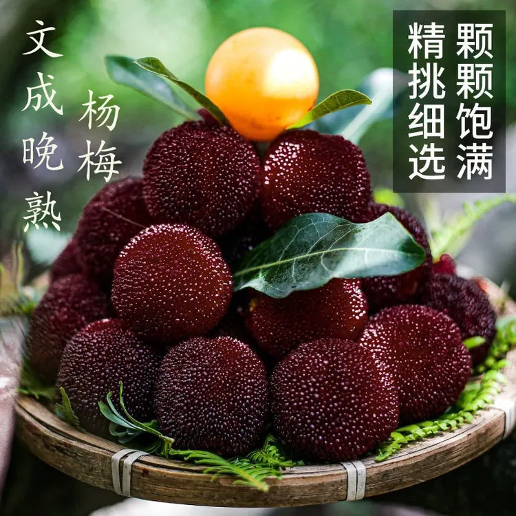 9A【正宗文成东魁杨梅】新鲜现摘杨梅礼盒包装顺丰冷链空运整箱