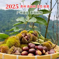 2025贵州高山老品种板栗手工去尾坏果包赔500克包邮
