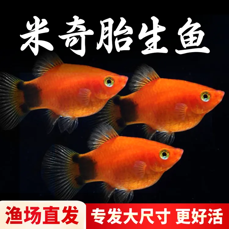 小白新手鱼 米奇鱼 胎生鱼 小型鱼 观赏鱼 热带鱼 好养活