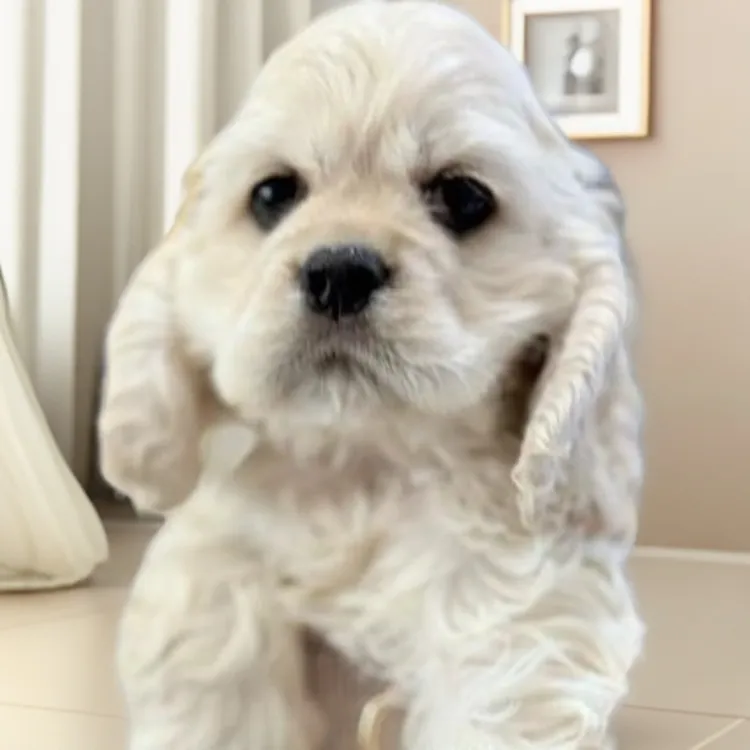 (首播惊爆价）给萌宠找新家