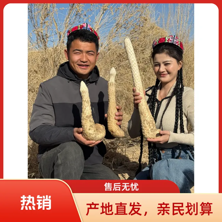 【王志傲专属】新疆荒漠肉苁蓉鲜货产地直发煲粥，泡酒，煲汤