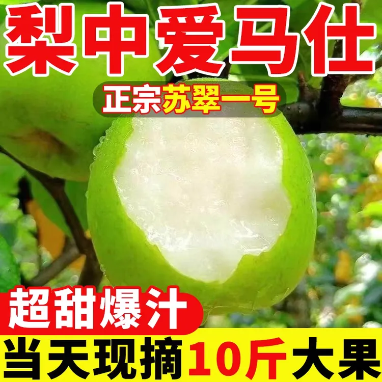 大沙河苏翠一号梨现摘现发脆甜多汁皮薄爽口当季水果