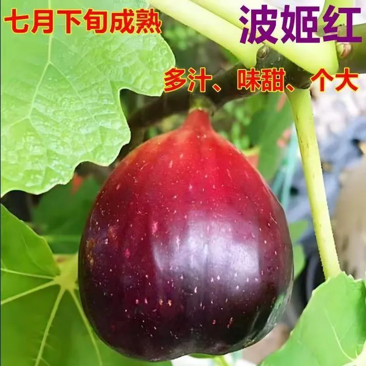 【精选无花果】树苗带果发货原土原盆南北方盆栽地栽