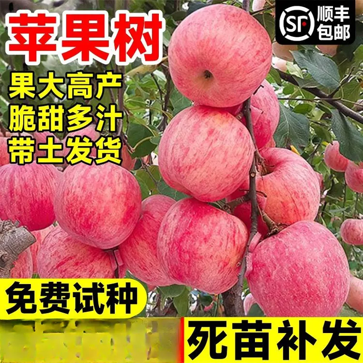 2年苗买一送一苹果树苗嫁接红富士糖心苹果树苗盆地栽南北方种植