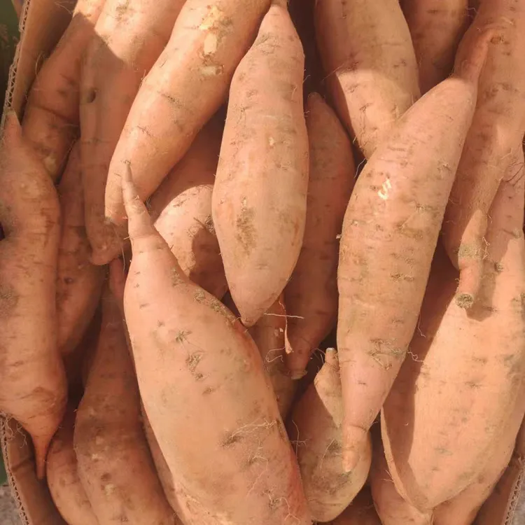 巴盟德岭山沙地香蕉红薯5斤包邮 香甜软糯