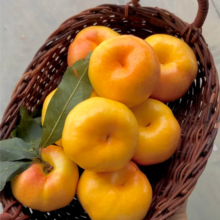 山东黄油蟠桃彩虹油蟠桃新鲜现摘脆甜多汁水果