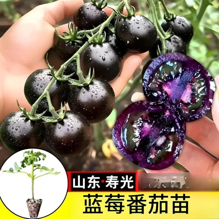 【山东寿光蓝莓番茄苗】蓝莓番茄苗阳台庭院阳台新手种植简单蔬菜商品图