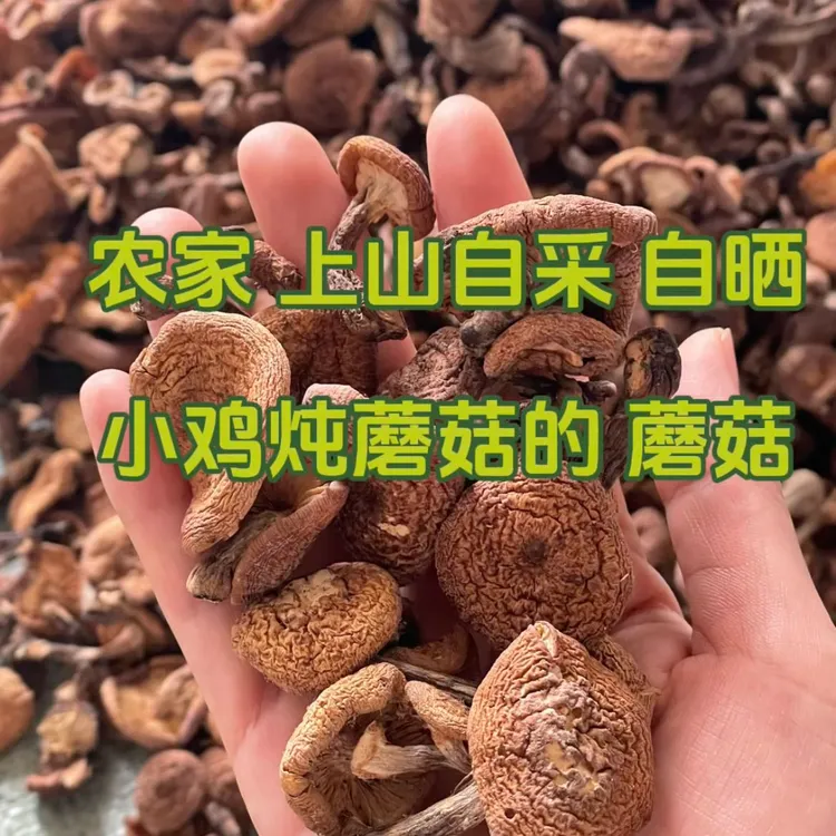 东北黑龙江榛蘑 山上自采自晒干货 (小鸡炖蘑菇营养美味) 