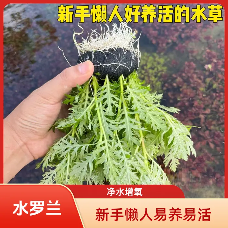 水罗兰坨草新手懒人好养鱼缸造景阴性草易活净水增氧鱼缸装饰植物