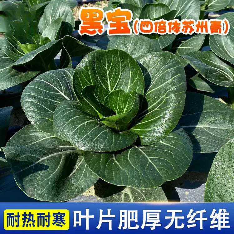 苏州青种子黑叶矮脚苏州青种籽油菜上海小青菜鸡毛菜种籽抗热—H