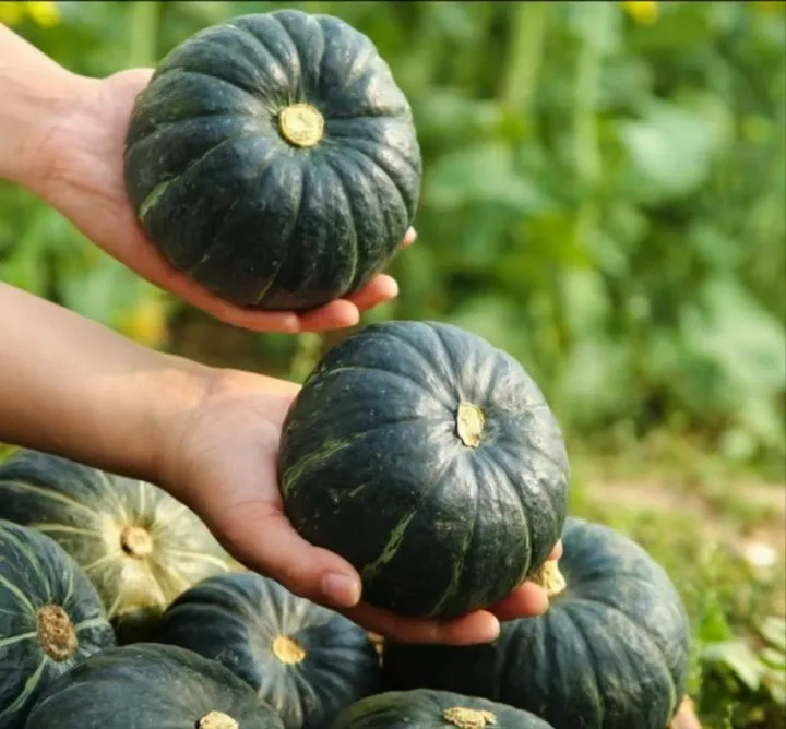 正宗贝贝南瓜板栗味粉糯香甜适合孕妇宝宝辅食养生粗粮
