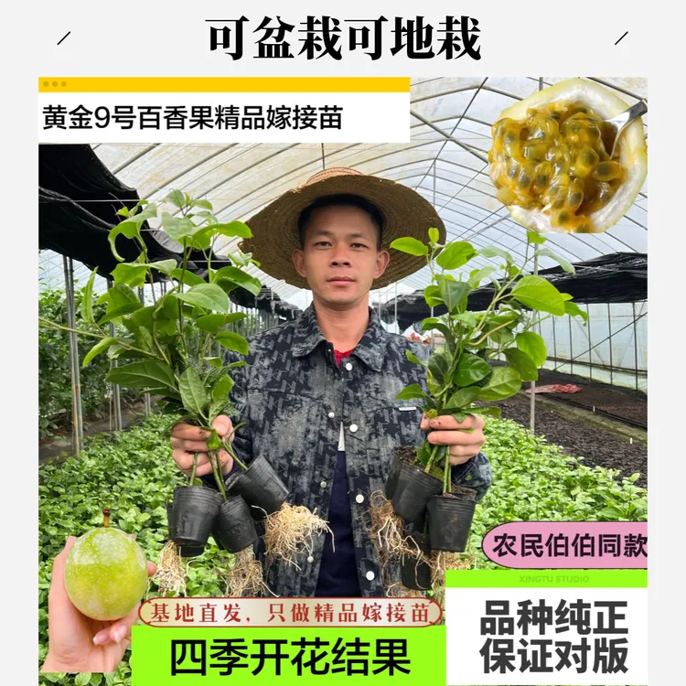 纯甜黄金百香果树苗新品种百香果苗可盆栽可地栽四季开花结果直播