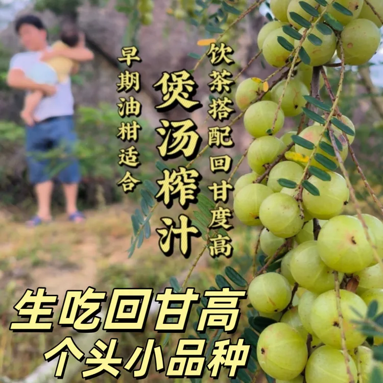 潮汕金灶新鲜油赤皮甘果可榨汁煲汤孕妇爱吃的回甘水果