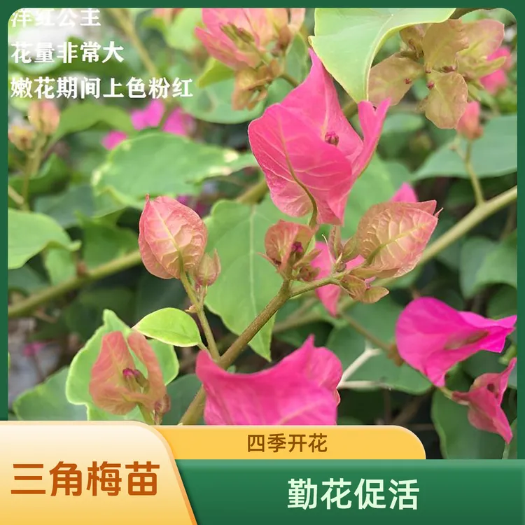 【洋红公主】勤花三角梅袋苗四季开花包对版发货