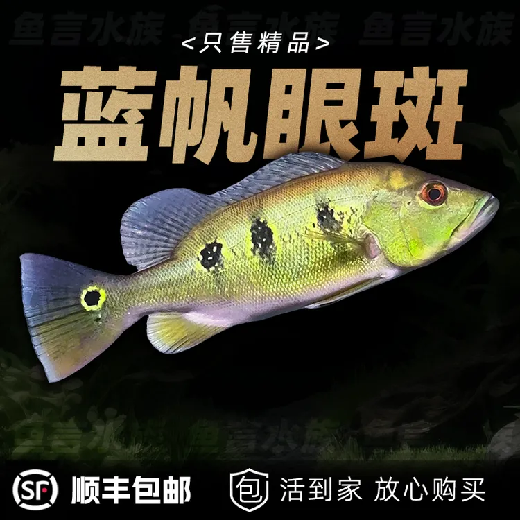 精品蓝帆眼斑 帝王三间皇冠三间 黄金巴西亚 大型观赏鱼龙鱼配鱼