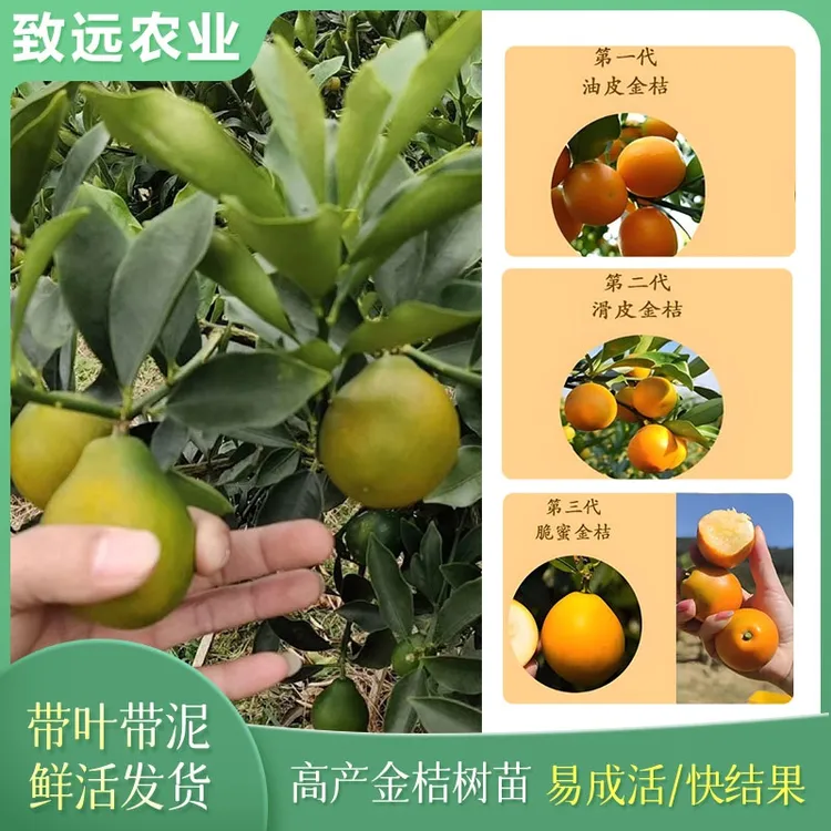 脆蜜金柑苗三代纯甜不辣口二代滑皮金桔脆皮四季结果可盆栽地栽