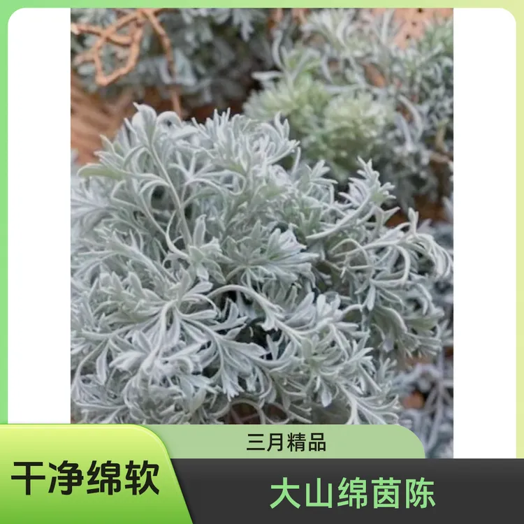 伏牛山三月干茵陈草白蒿整颗精选泡茶山货家乡农产品
