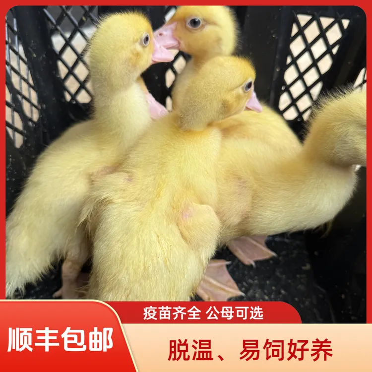 正版番鸭宠物鸭1斤左右脱温易饲养红头鸳鸯鸭洋鸭顺丰包邮