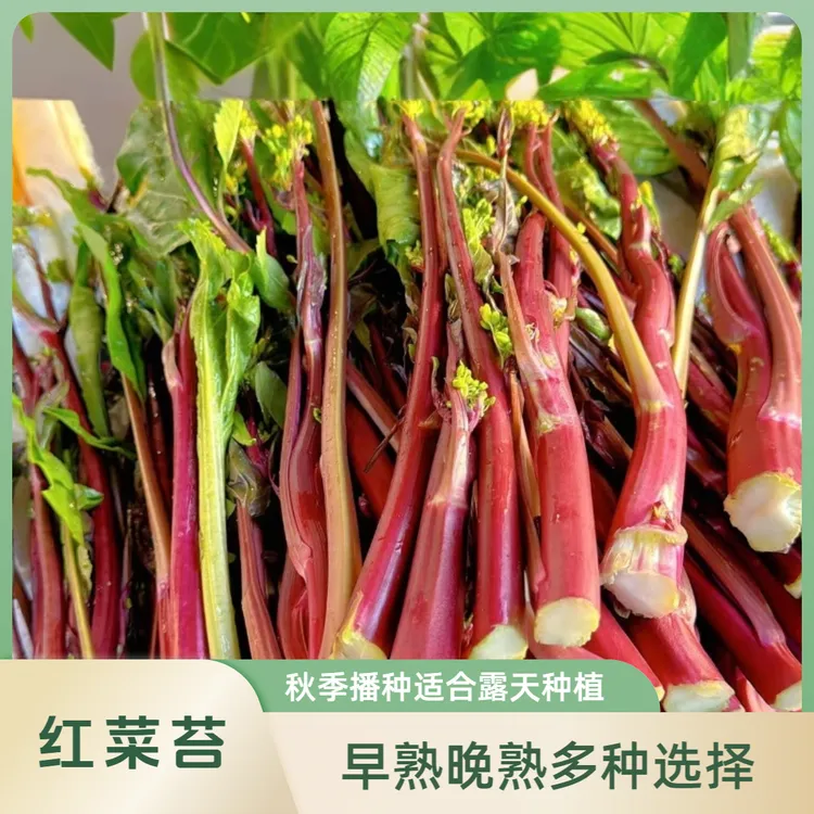 红菜苔种子早熟红菜苔晚熟红菜苔秋季露天阳台菜地种植